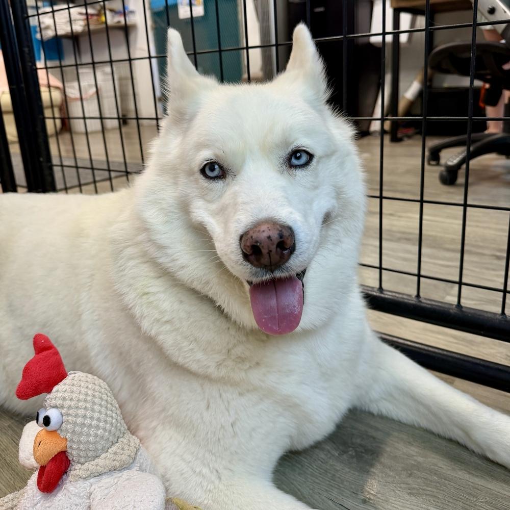Ray Ray, a Adoptable Siberian Husky in Hurricane, UT image 6/6