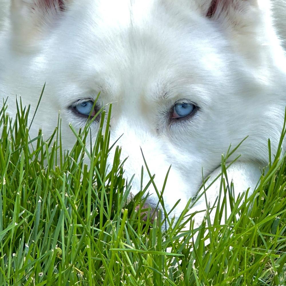 Enlarge Ray Ray, a Adoptable Siberian Husky in Hurricane, UT image 6/6