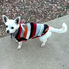 Snowy, Senior Male unknown