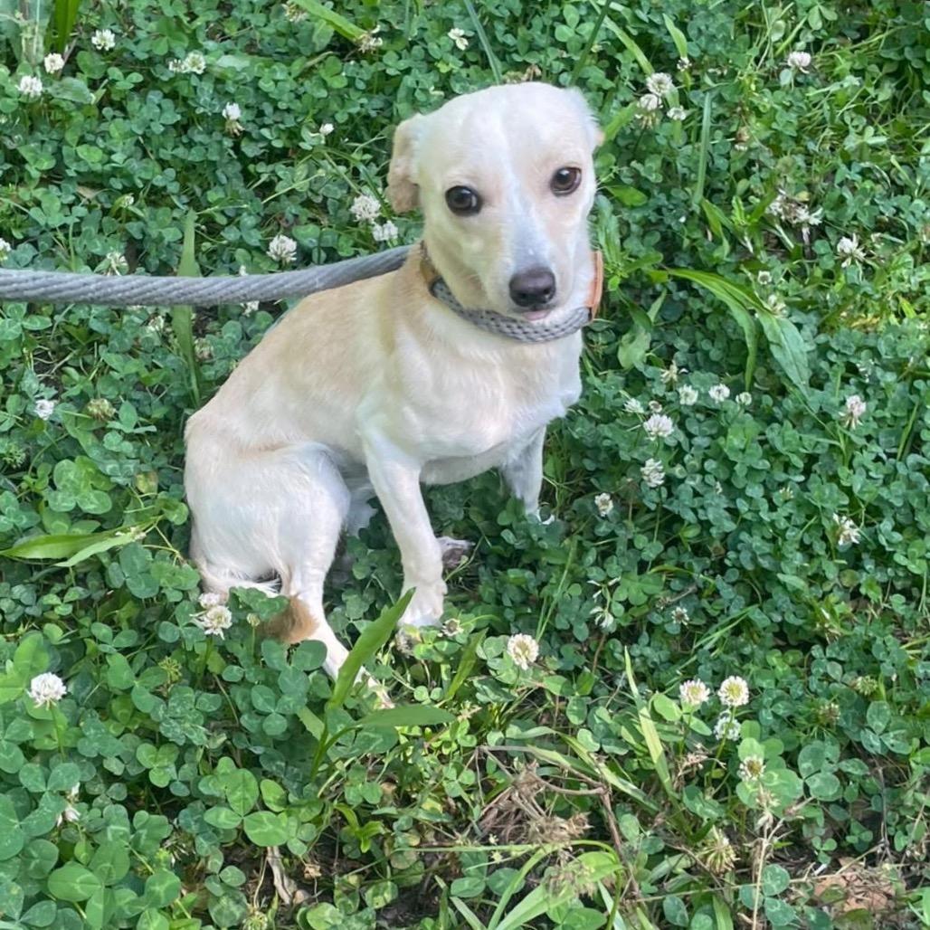 Enlarge Sugar cookie, a Adoptable Chihuahua in Katy, TX image 1/1