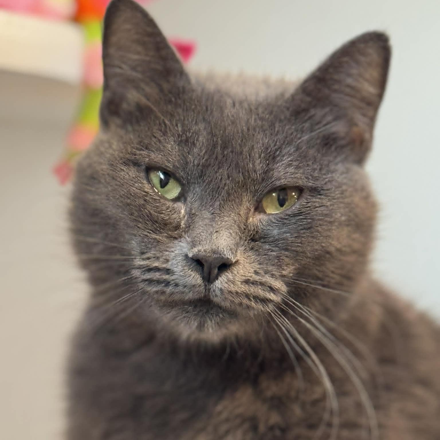 Enlarge Cloudy, a ADOPTABLE American Shorthair in Danbury, CT image 2/4