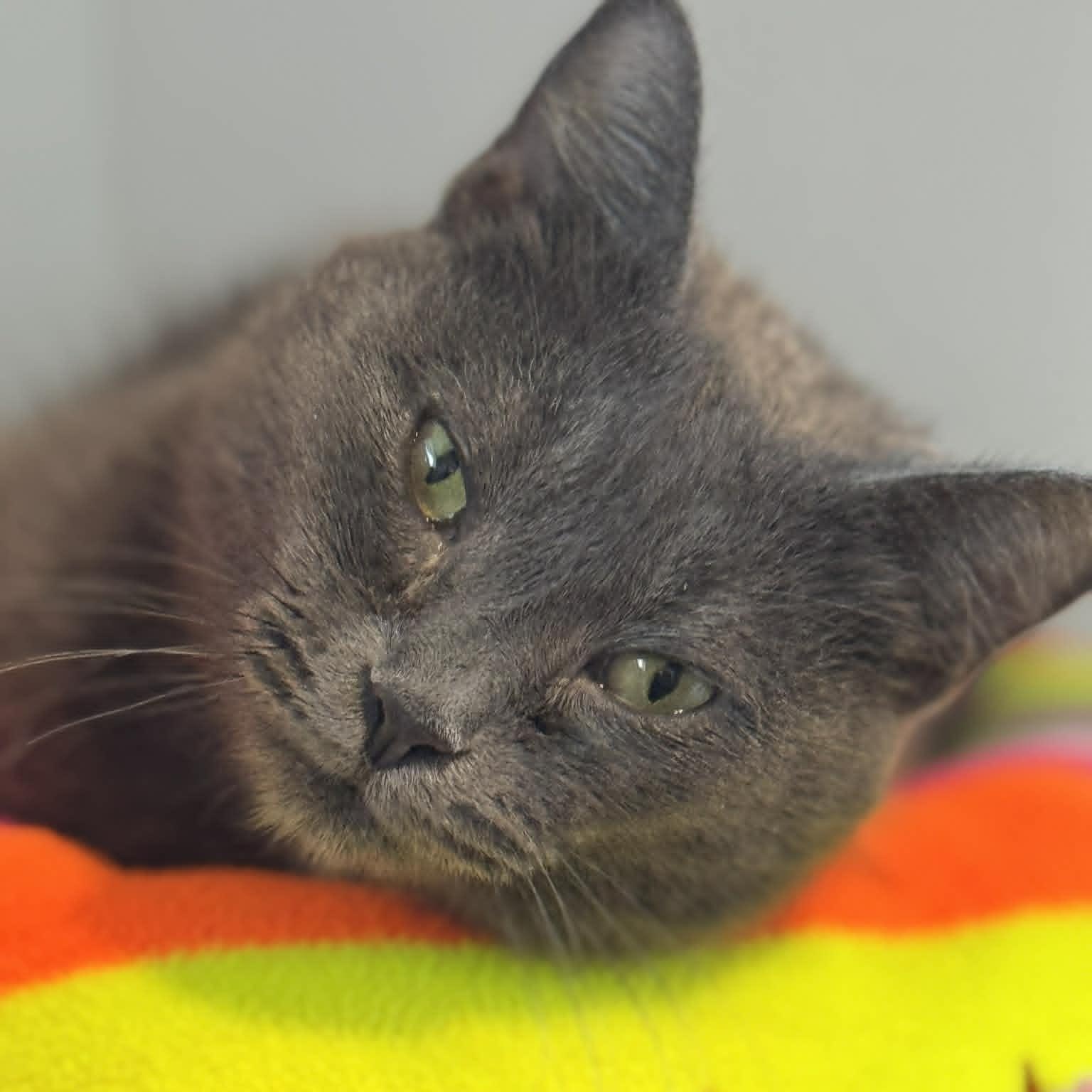 Enlarge Cloudy, a ADOPTABLE American Shorthair in Danbury, CT image 1/4