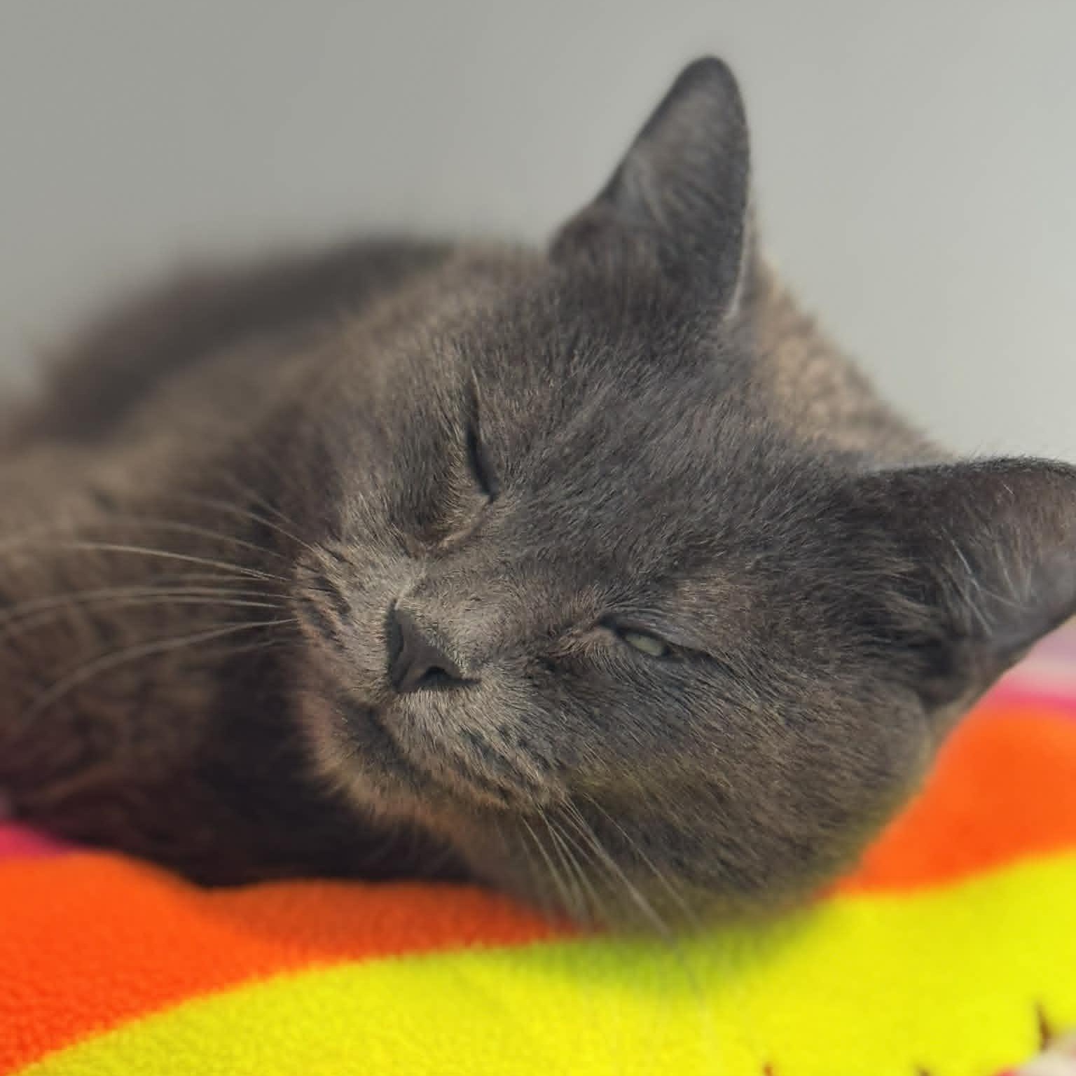 Enlarge Cloudy, a ADOPTABLE American Shorthair in Danbury, CT image 4/4