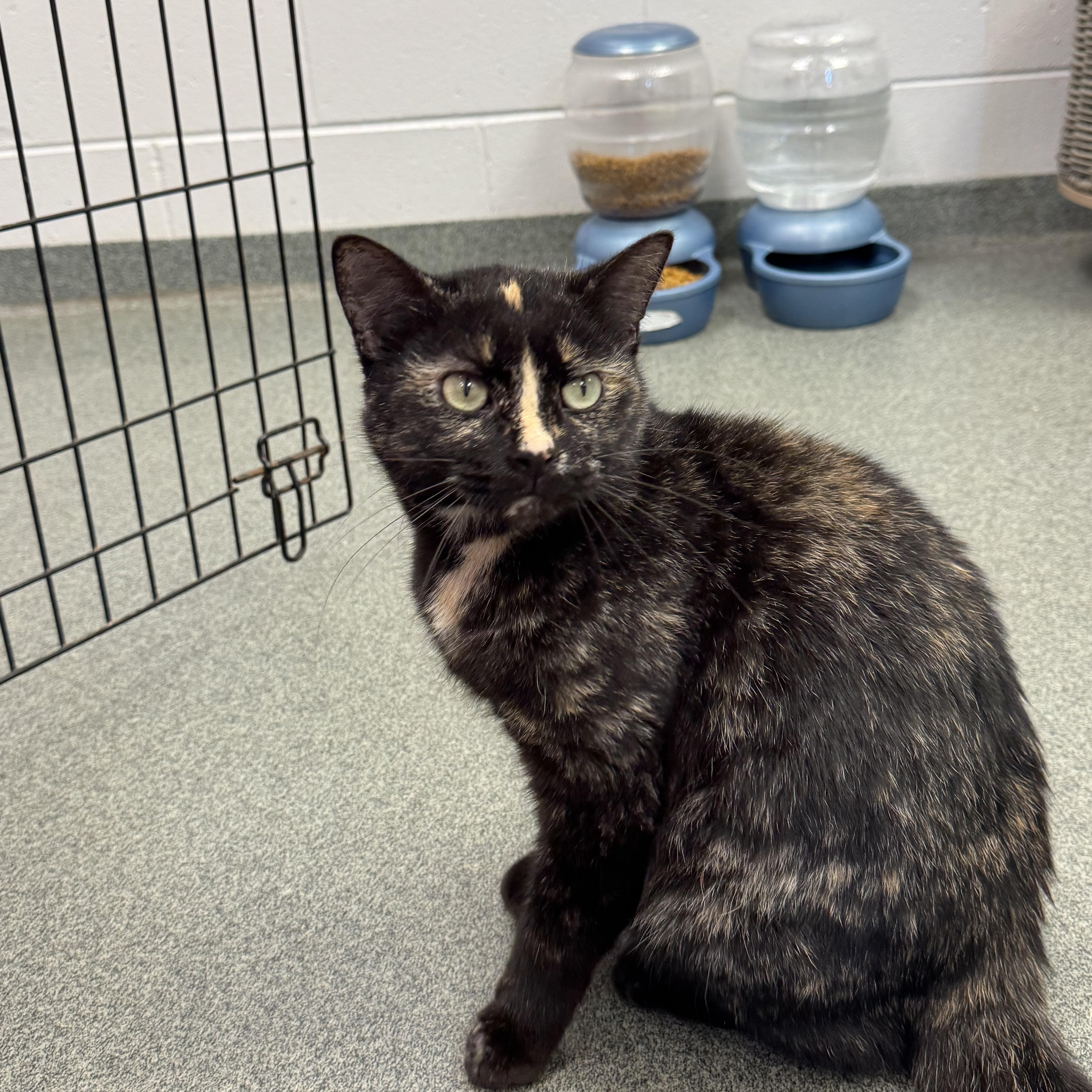 Serendipity, a Adoptable Domestic Short Hair in Mount Pleasant, MI image 2/5