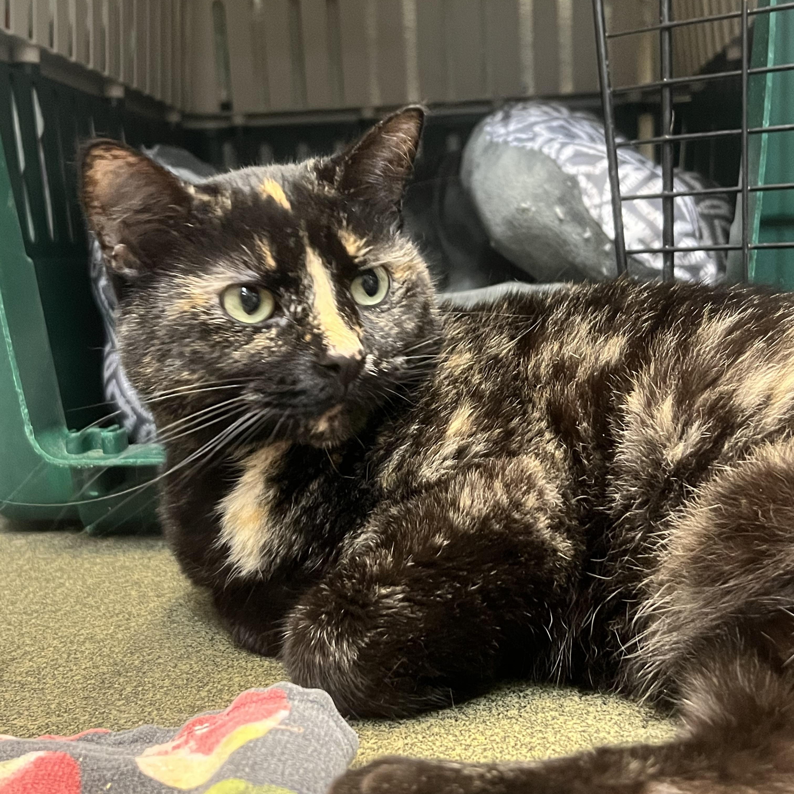 Enlarge Serendipity, an adopted Domestic Short Hair in Mount Pleasant, MI image 1/6