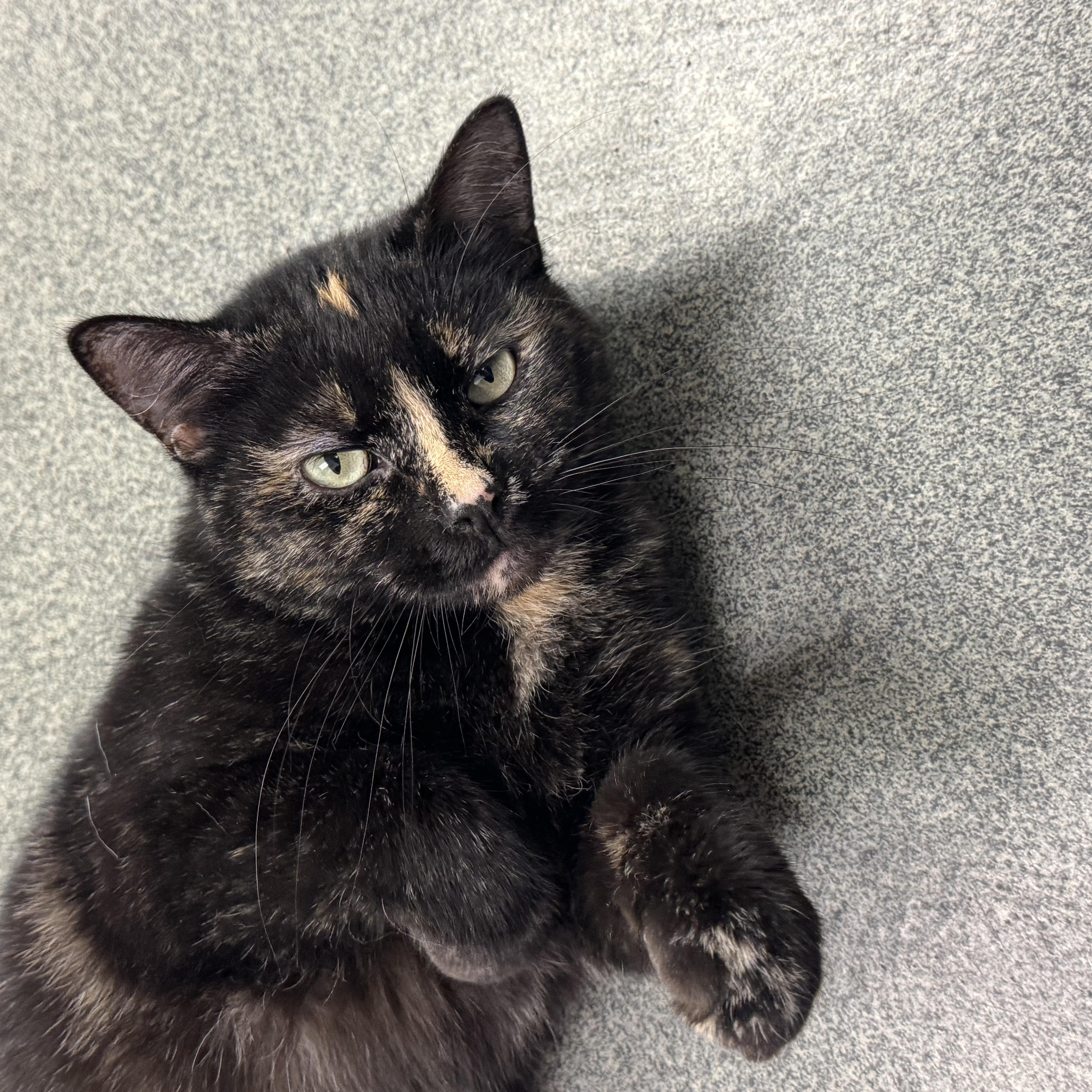 Serendipity, a Adoptable Domestic Short Hair in Mount Pleasant, MI image 3/5