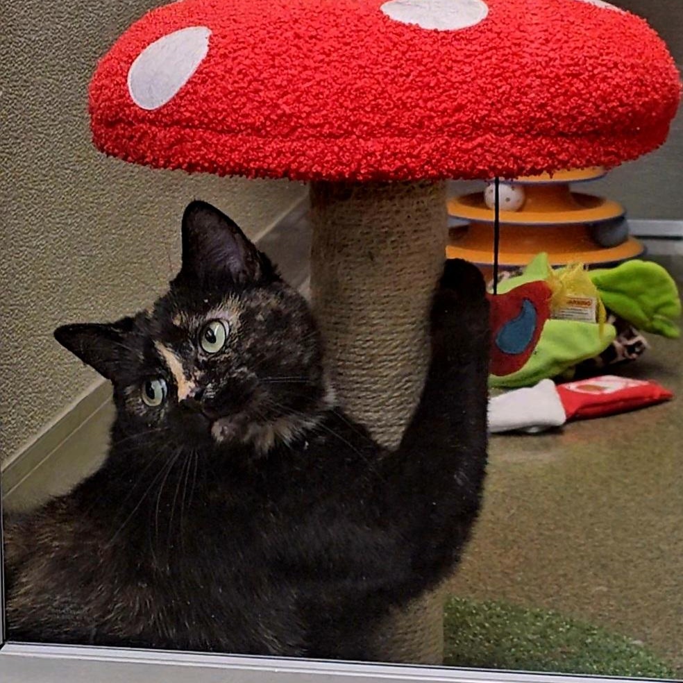 Enlarge Serendipity, an adopted Domestic Short Hair in Mount Pleasant, MI image 2/6