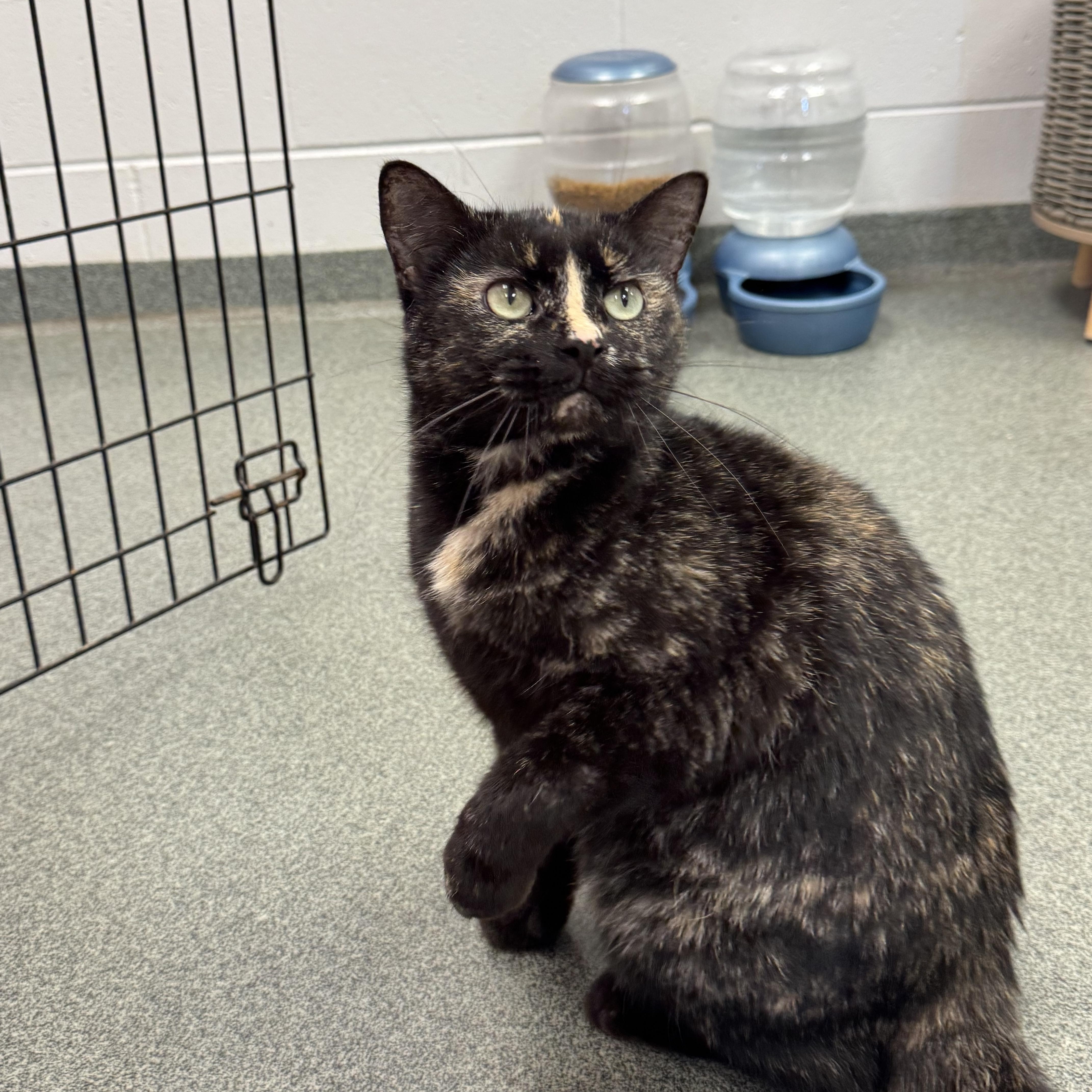Serendipity, a Adoptable Domestic Short Hair in Mount Pleasant, MI image 1/5