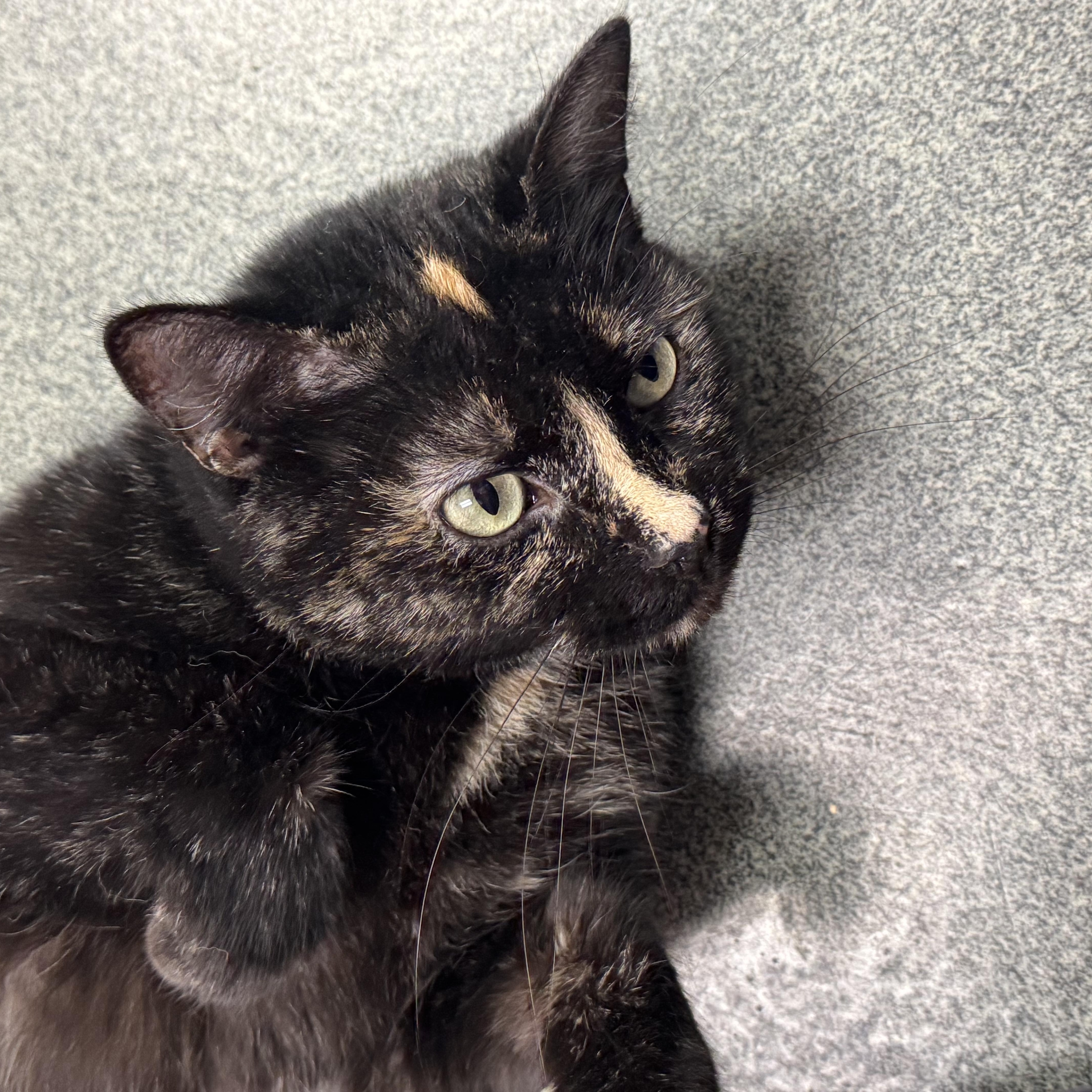 Serendipity, a Adoptable Domestic Short Hair in Mount Pleasant, MI image 4/5