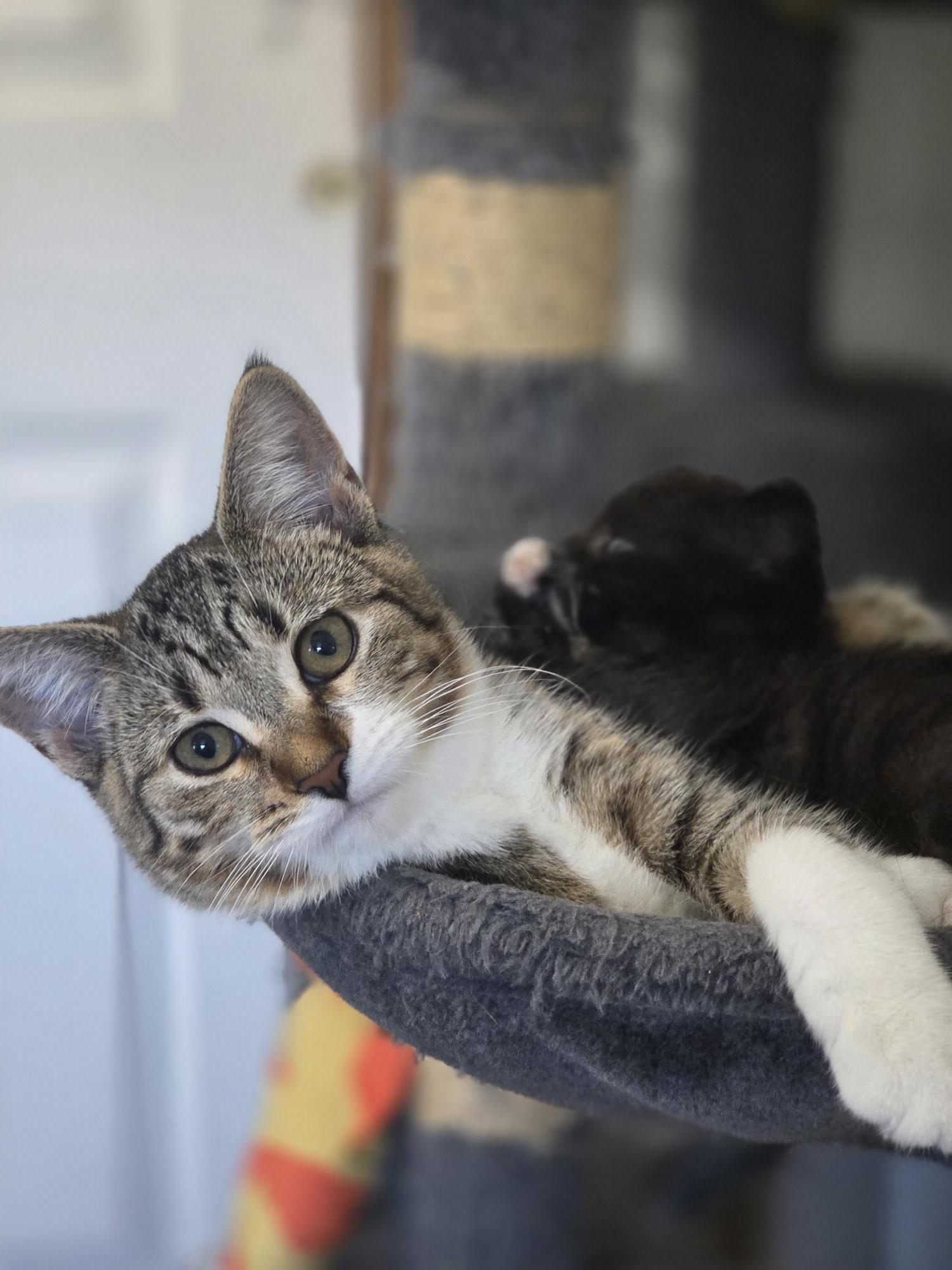 Enlarge Henrietta, an adopted American Shorthair in Rochester, NY image 3/4