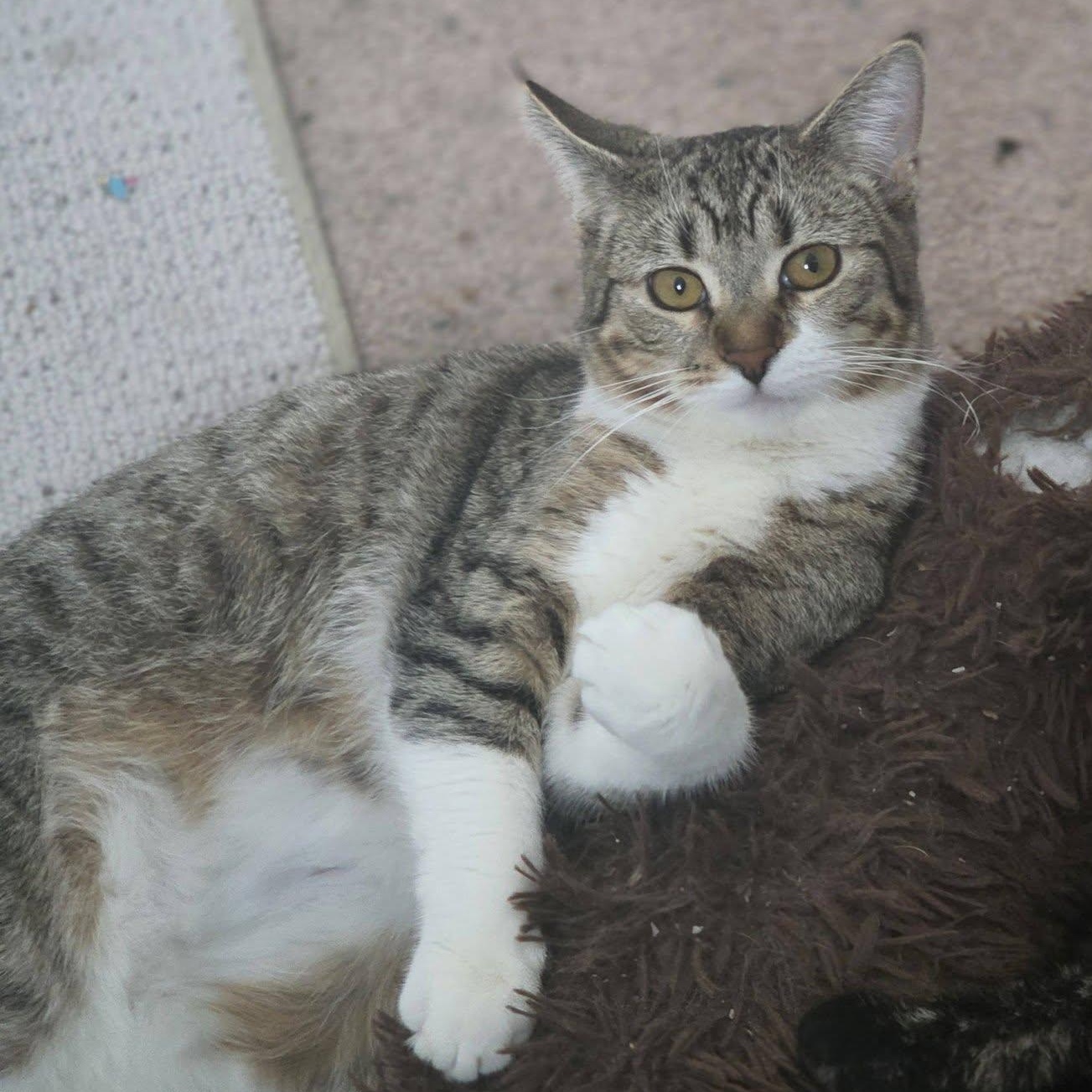 Enlarge Henrietta, an adopted American Shorthair in Rochester, NY image 2/4