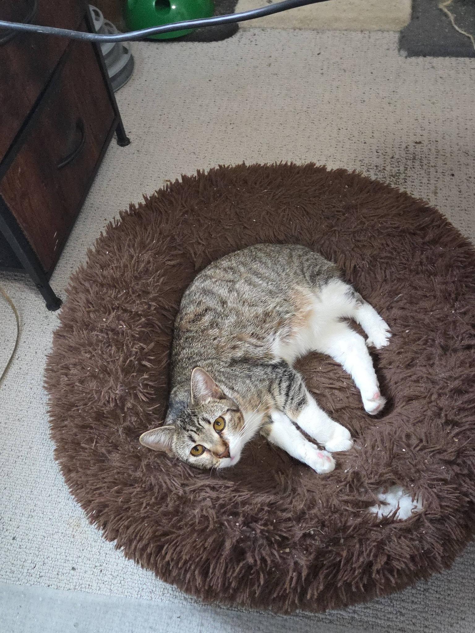 Enlarge Henrietta, an adopted American Shorthair in Rochester, NY image 1/4