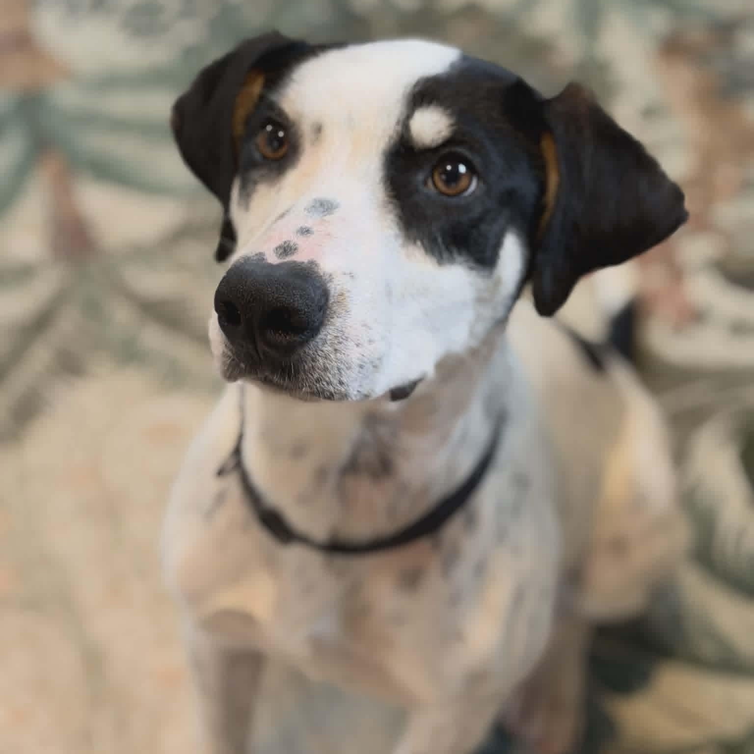 Enlarge Jackson (AKA Jack), a ADOPTABLE mixed breed in Tacoma, WA image 1/2