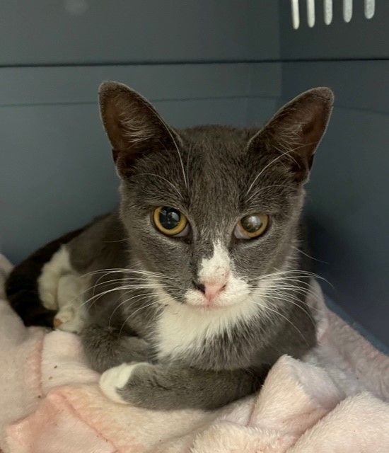 Kona (LE), a Adoptable Domestic Short Hair in Little Falls, NJ image 4/6