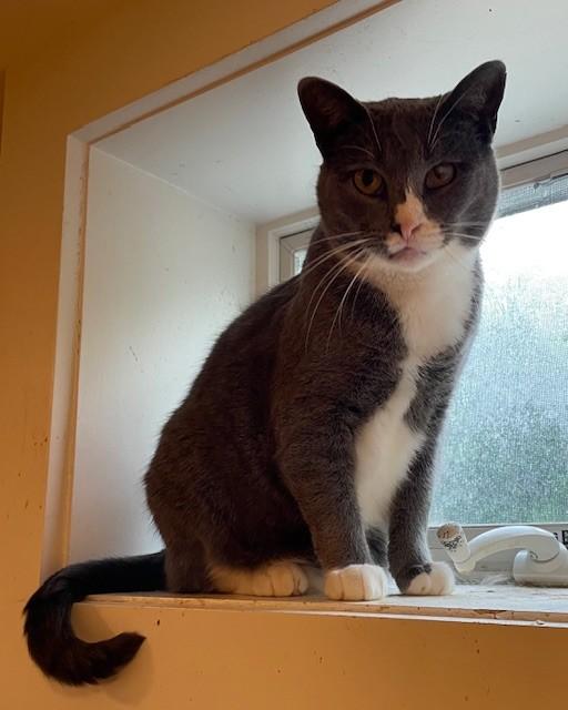 Kona (LE), a Adoptable Domestic Short Hair in Little Falls, NJ image 1/6