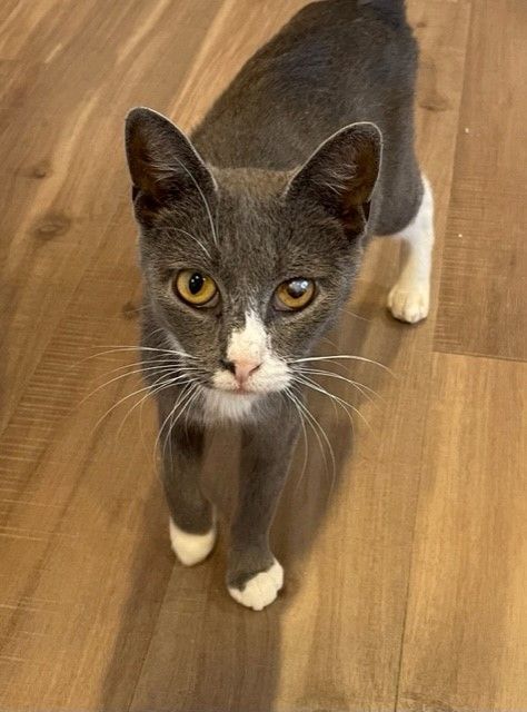 Kona (LE), a Adoptable Domestic Short Hair in Little Falls, NJ image 5/6