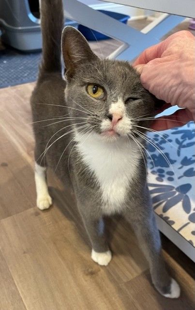 Kona (LE), a Adoptable Domestic Short Hair in Little Falls, NJ image 6/6