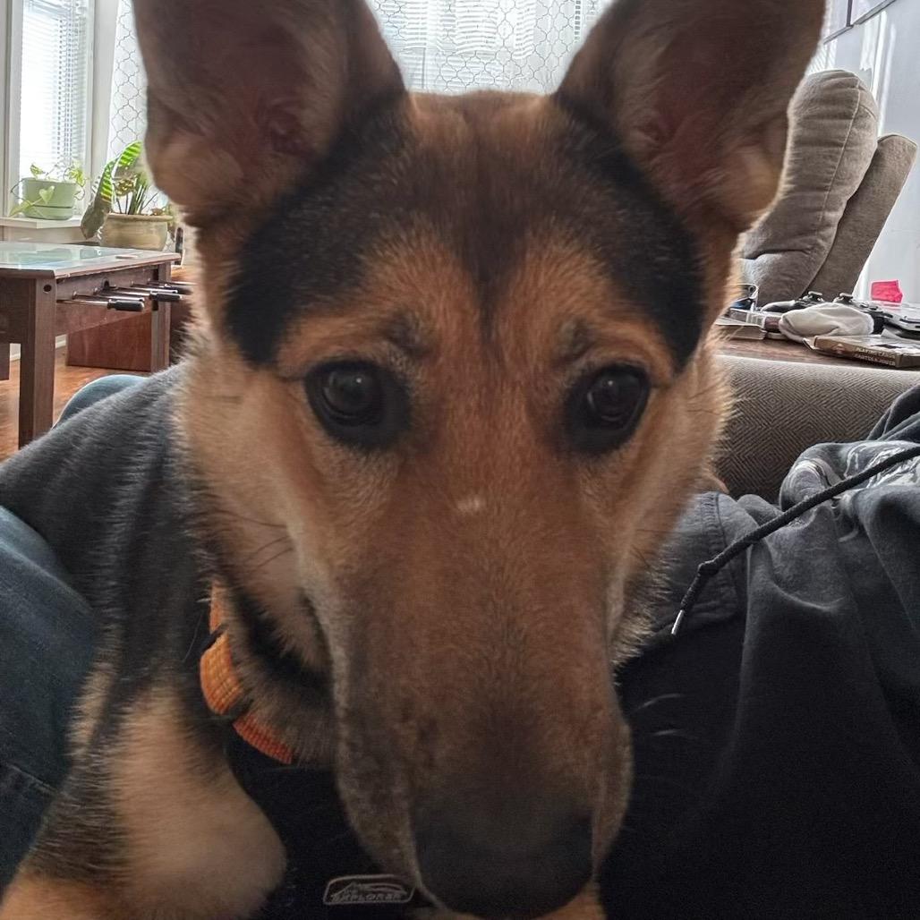 Lexi, Adoptable, Young Female German Shepherd Dog.