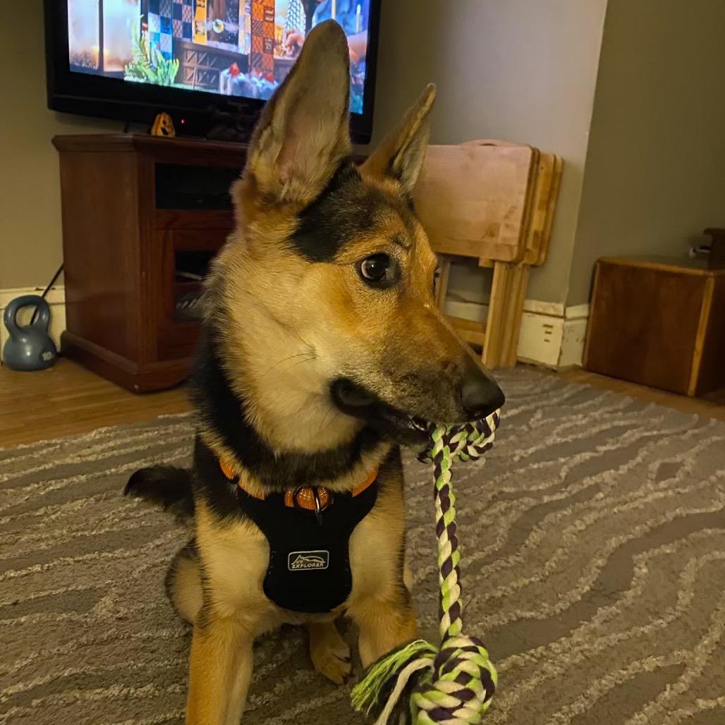 Enlarge Lexi, a Adoptable German Shepherd Dog in Cartersville, GA image 2/3