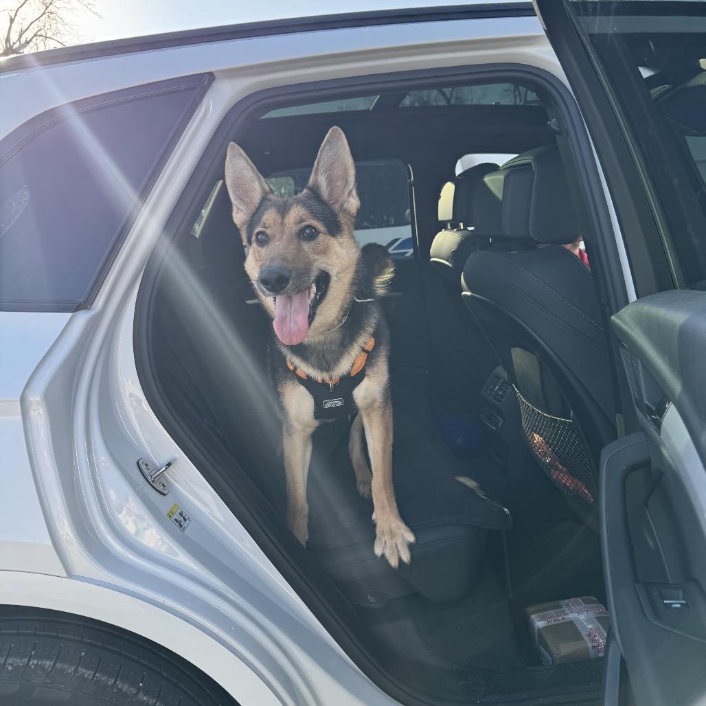 Enlarge Lexi, a Adoptable German Shepherd Dog in Cartersville, GA image 3/3