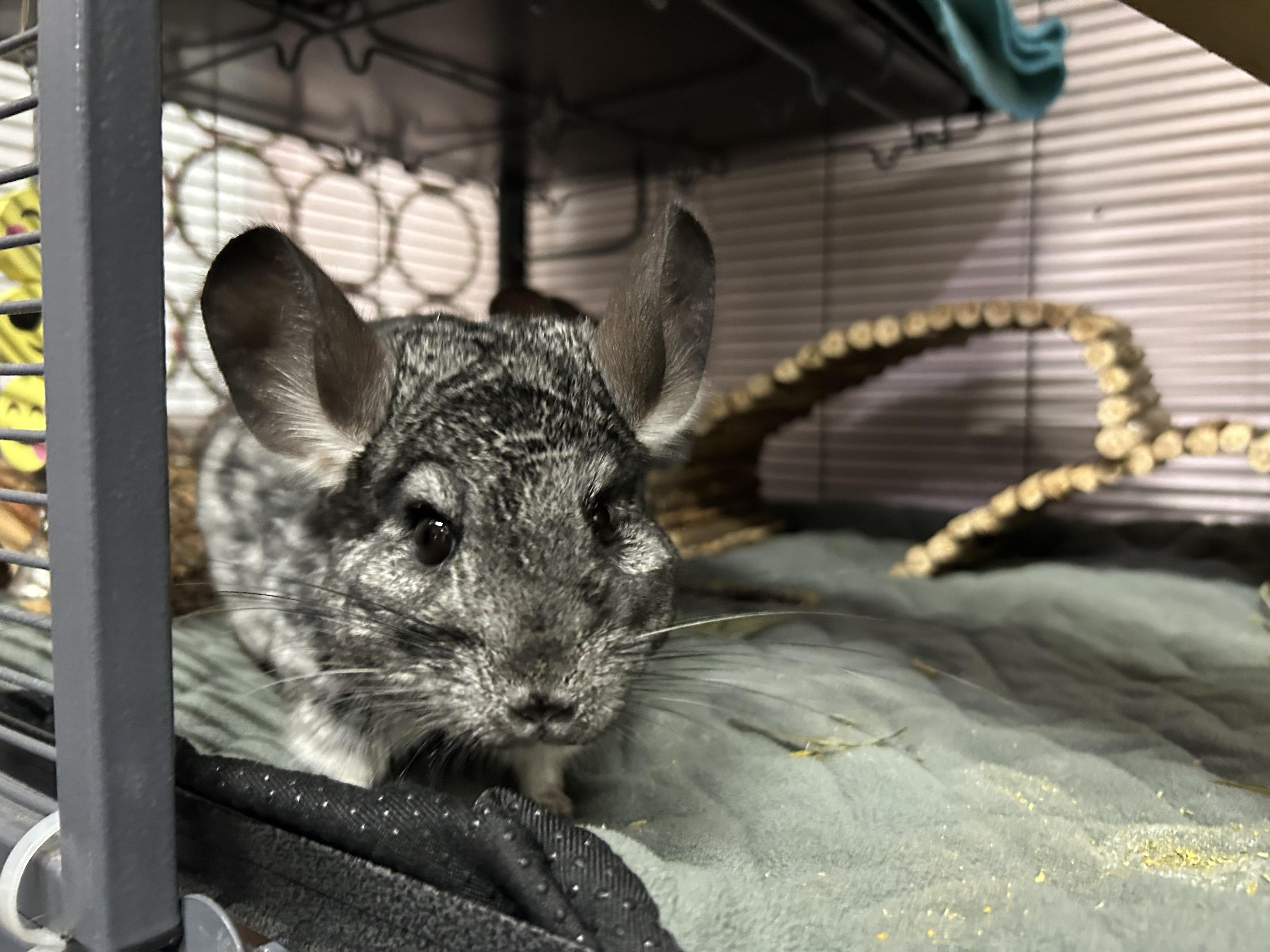 Enlarge Thelma and Louise (bonded pair), a Adoptable Chinchilla in Omaha, NE image 1/6
