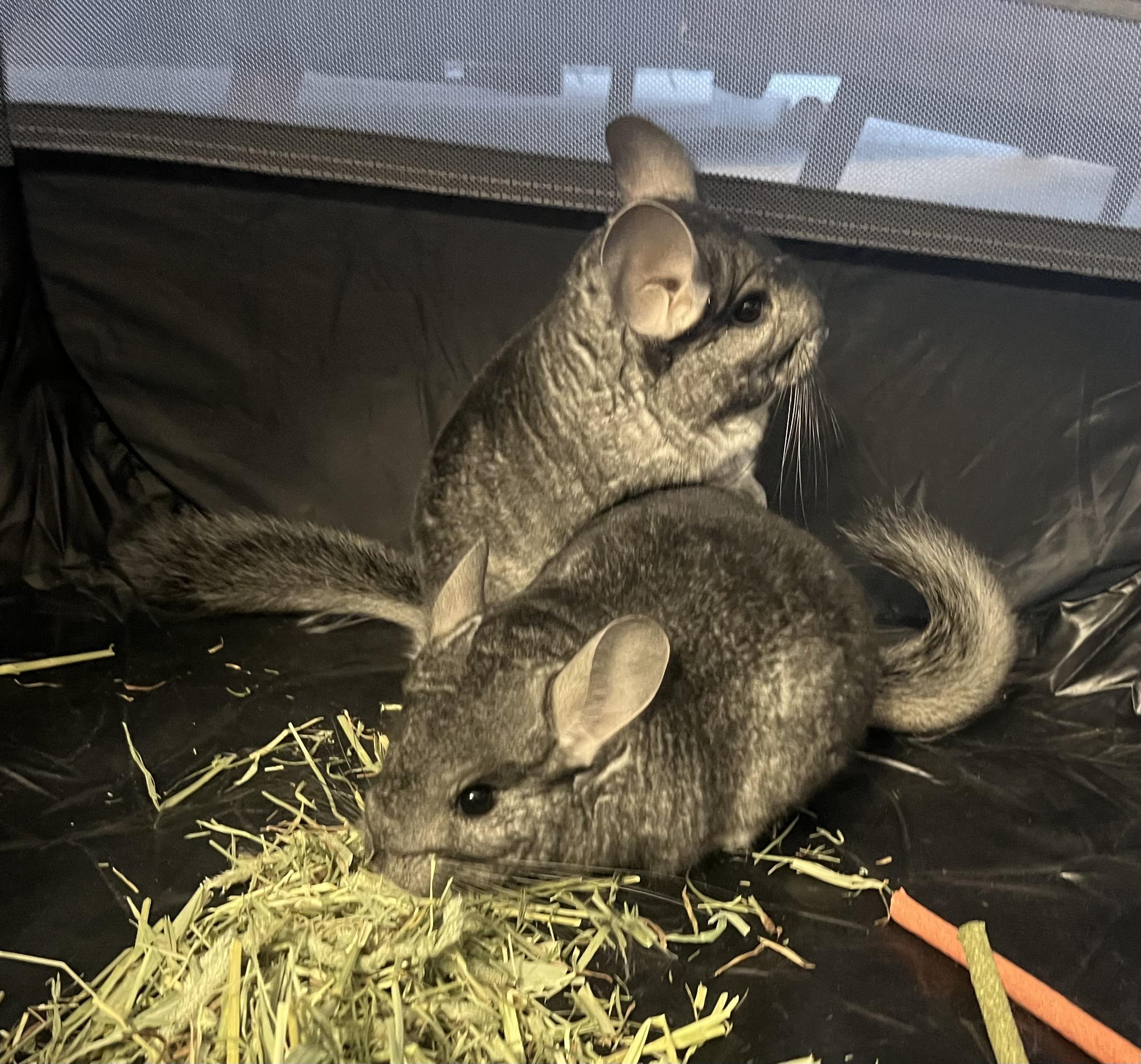 Enlarge Thelma and Louise (bonded pair), a Adoptable Chinchilla in Omaha, NE image 2/6