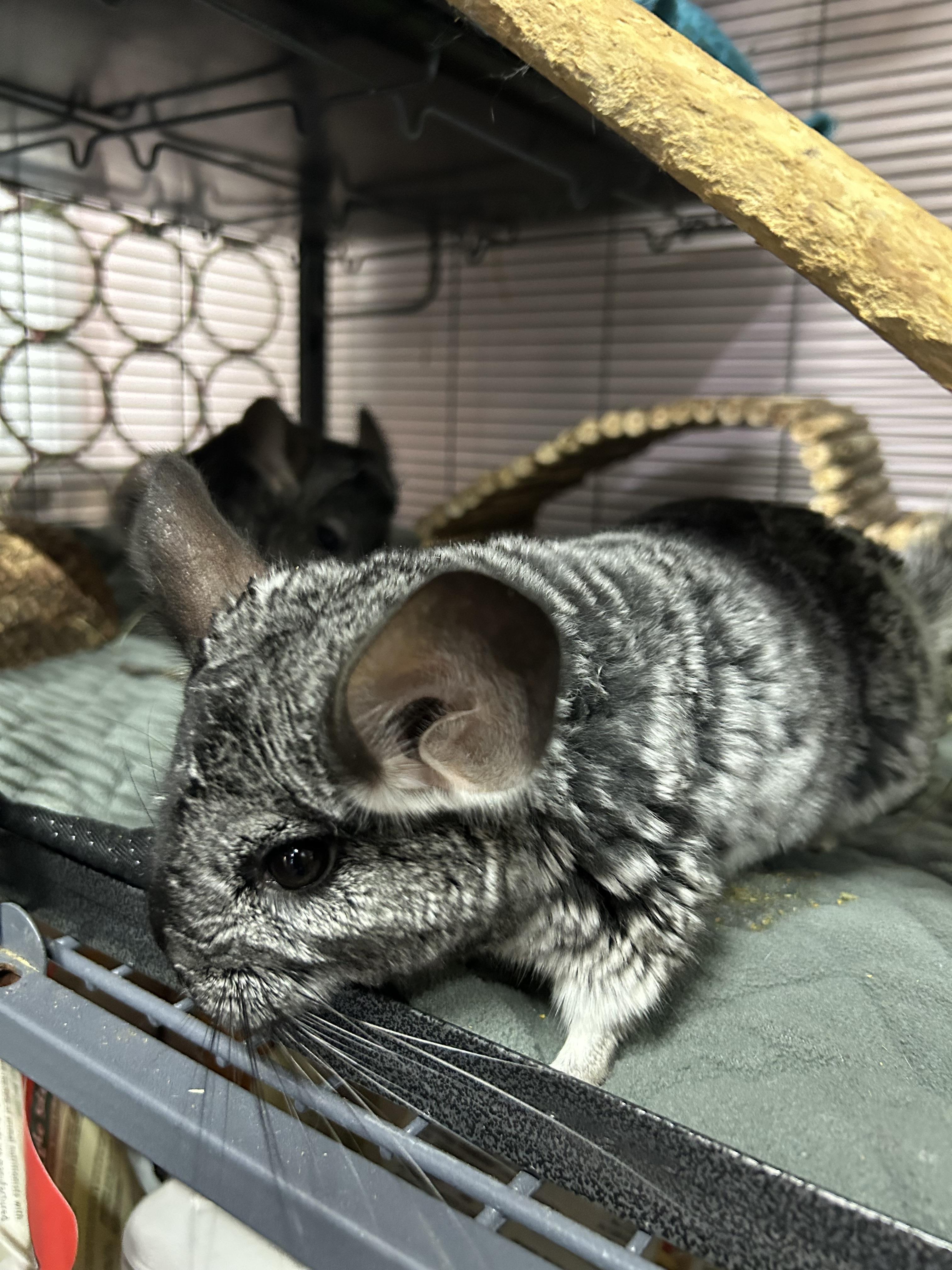 Enlarge Thelma and Louise (bonded pair), a Adoptable Chinchilla in Omaha, NE image 3/6