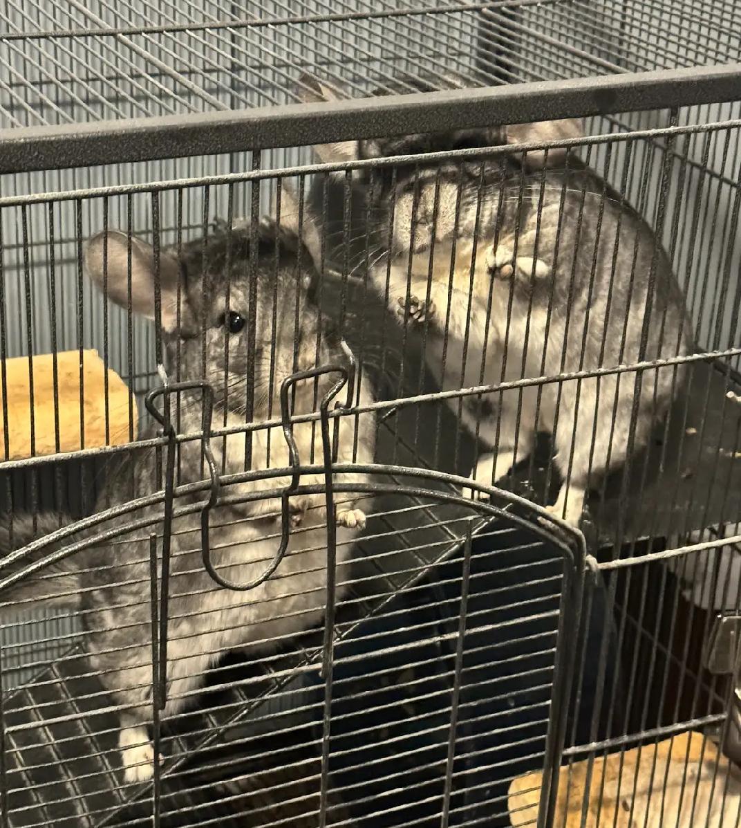 Enlarge Thelma and Louise (bonded pair), a Adoptable Chinchilla in Omaha, NE image 4/6