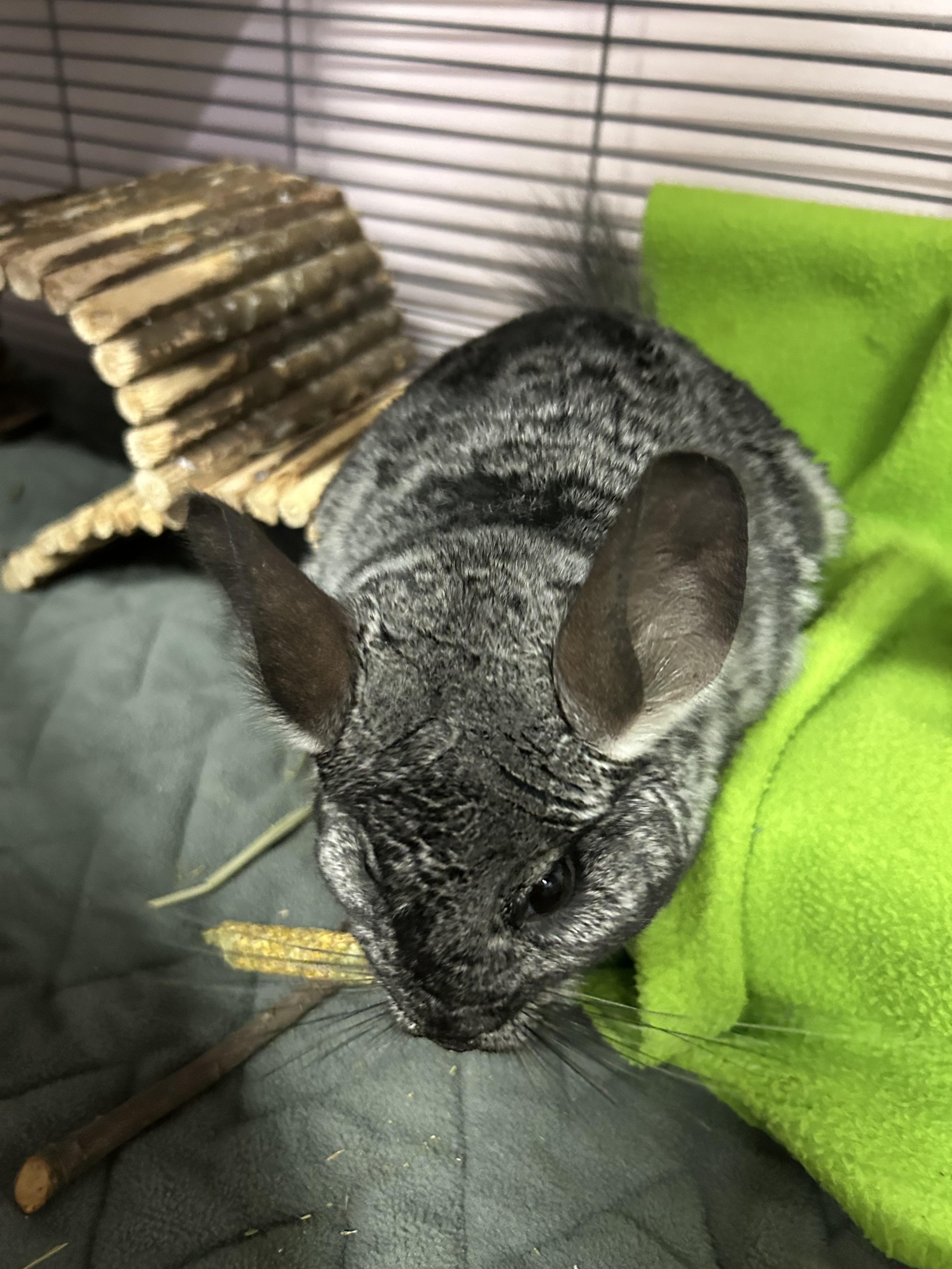 Enlarge Thelma and Louise (bonded pair), a Adoptable Chinchilla in Omaha, NE image 5/6