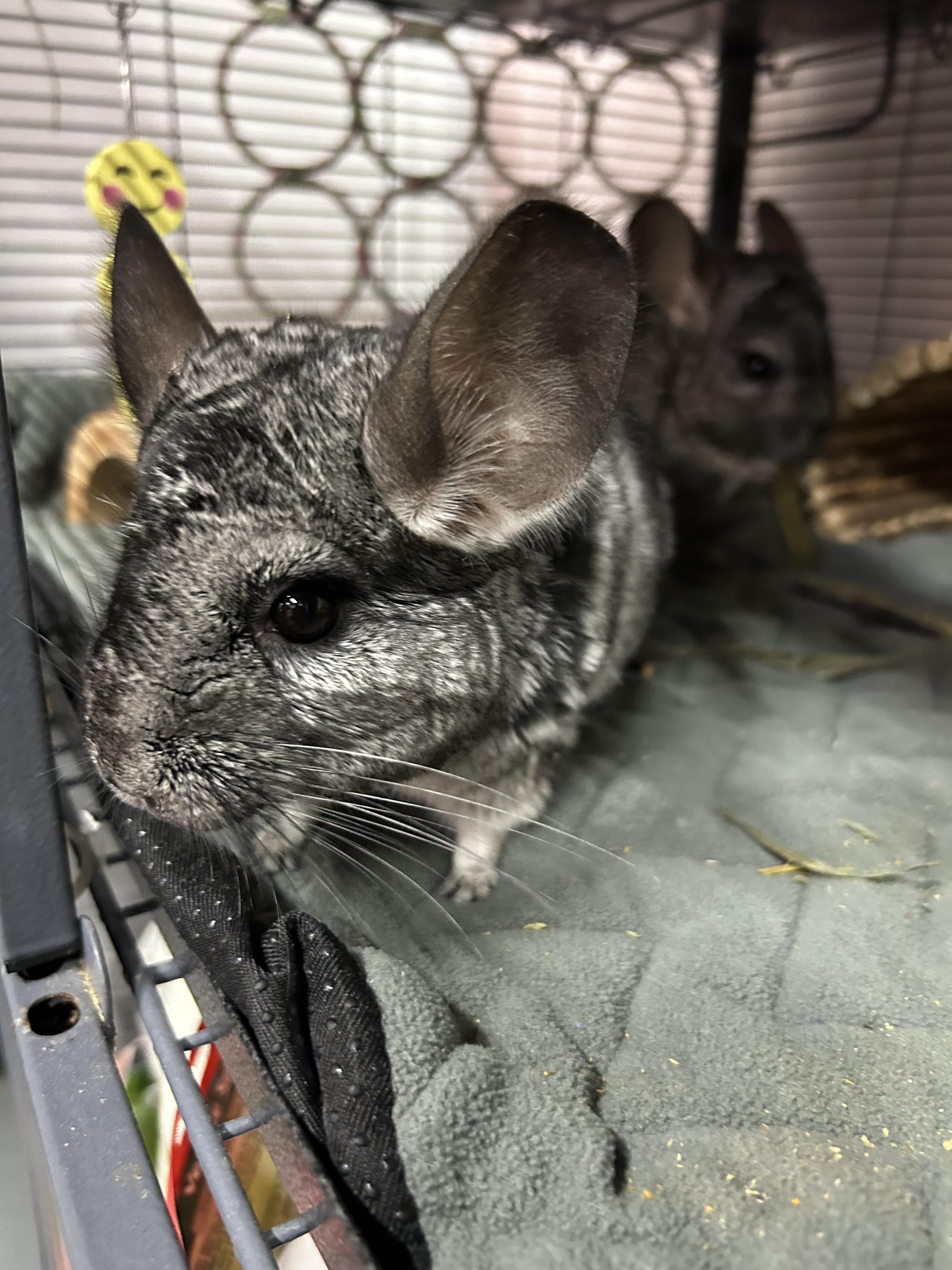 Enlarge Thelma and Louise (bonded pair), a Adoptable Chinchilla in Omaha, NE image 6/6