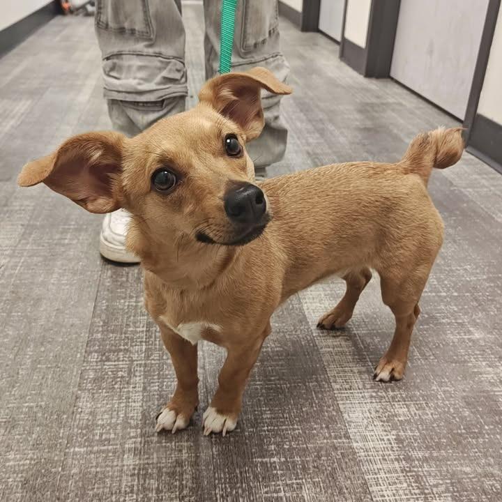 Enlarge Glinda, a Adopted mixed breed in Springdale, AR image 1/1