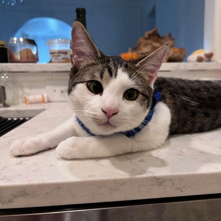 Enlarge Roister (and Ragamuffin), an adoptable mixed breed in Tulsa, OK image 2/6