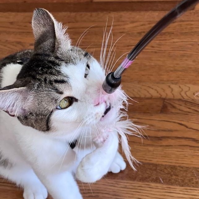 Enlarge Roister (and Ragamuffin), an adoptable mixed breed in Tulsa, OK image 4/6