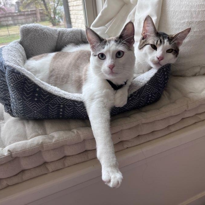 Roister (and Ragamuffin), adoptable, Young Male Tabby & Domestic Short Hair.