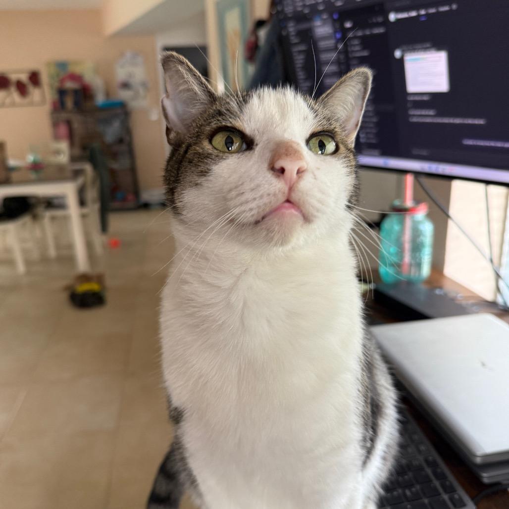 Lucky, a Adoptable Domestic Short Hair in Hollywood, FL image 1/4