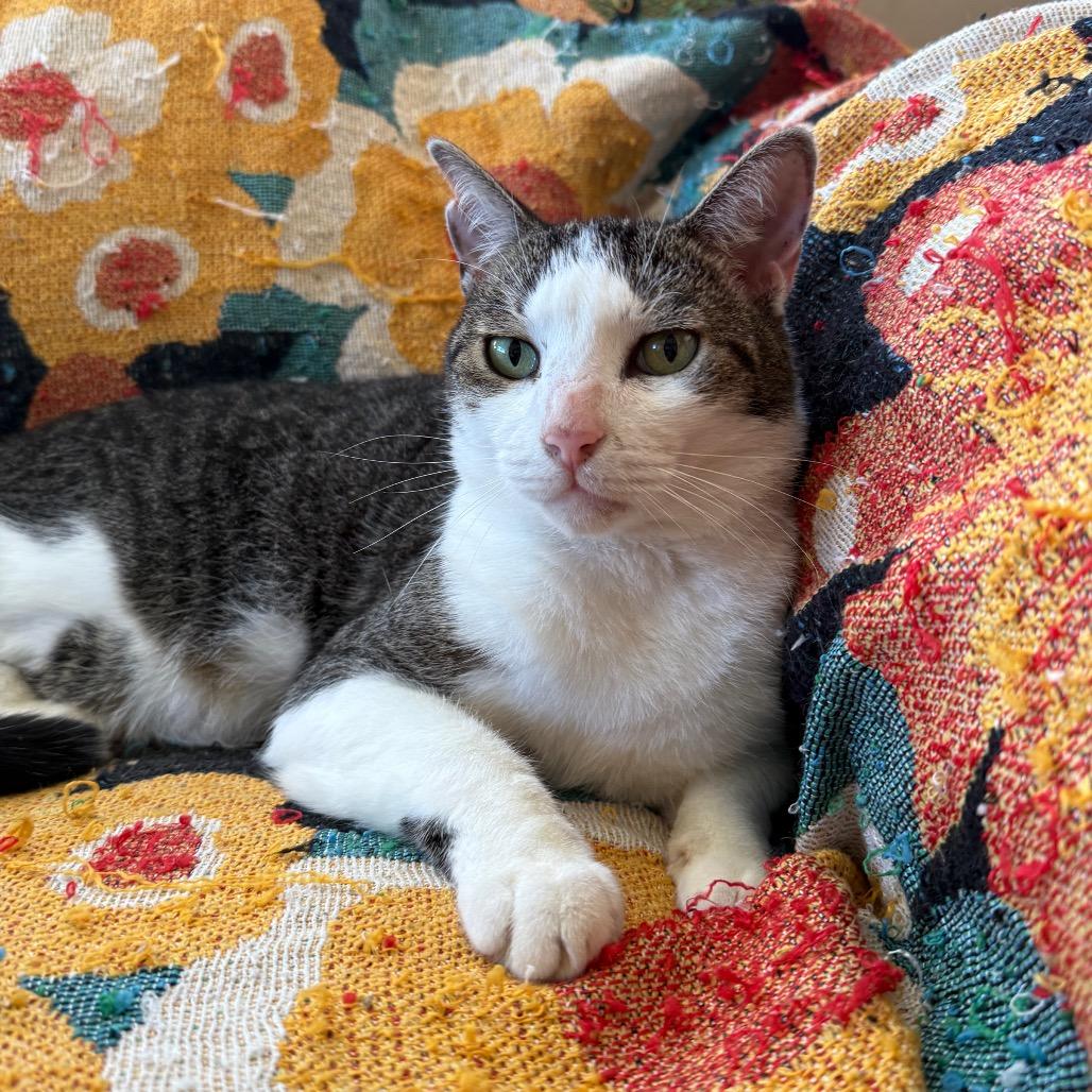 Lucky, a Adoptable Domestic Short Hair in Hollywood, FL image 2/4