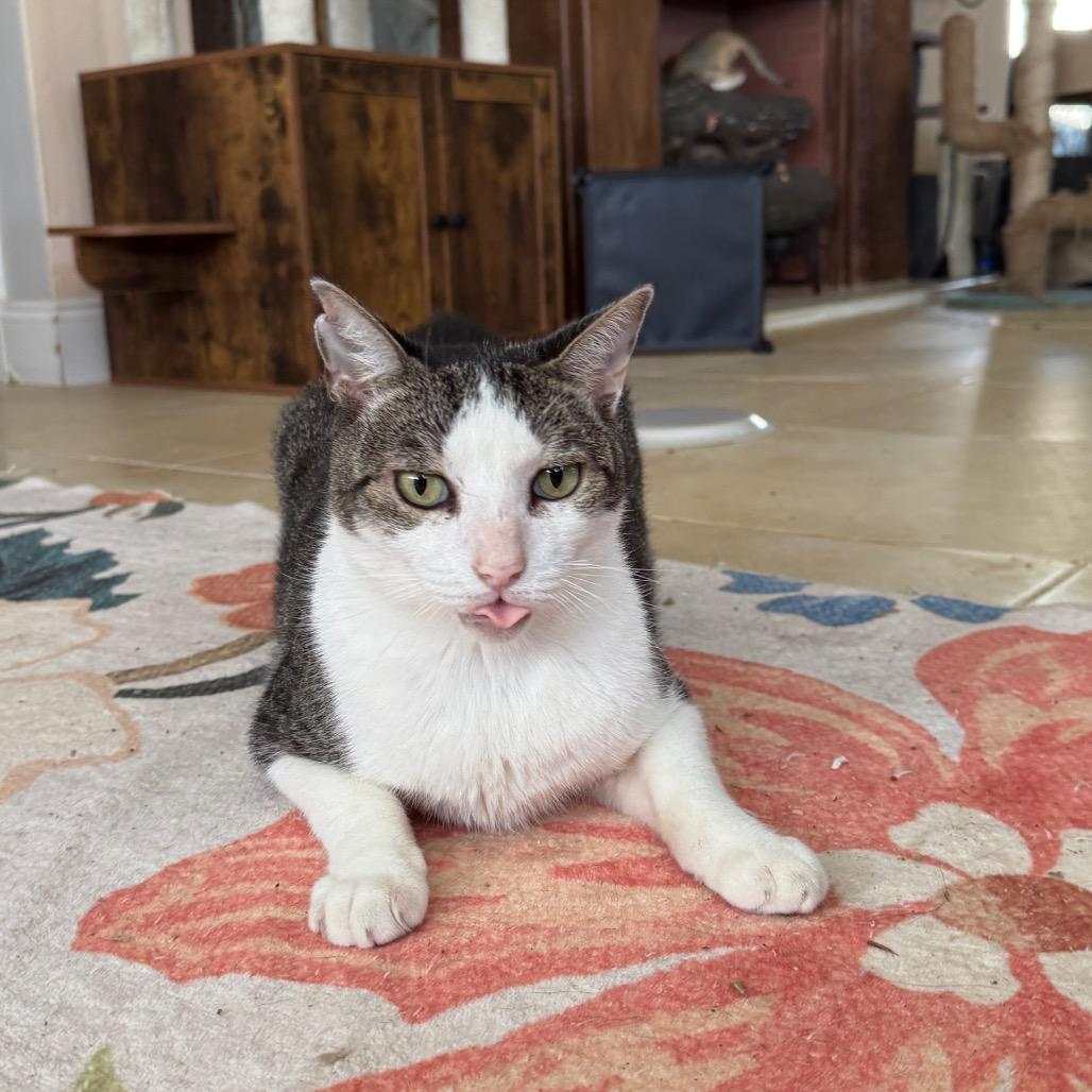 Lucky, a Adoptable Domestic Short Hair in Hollywood, FL image 3/4