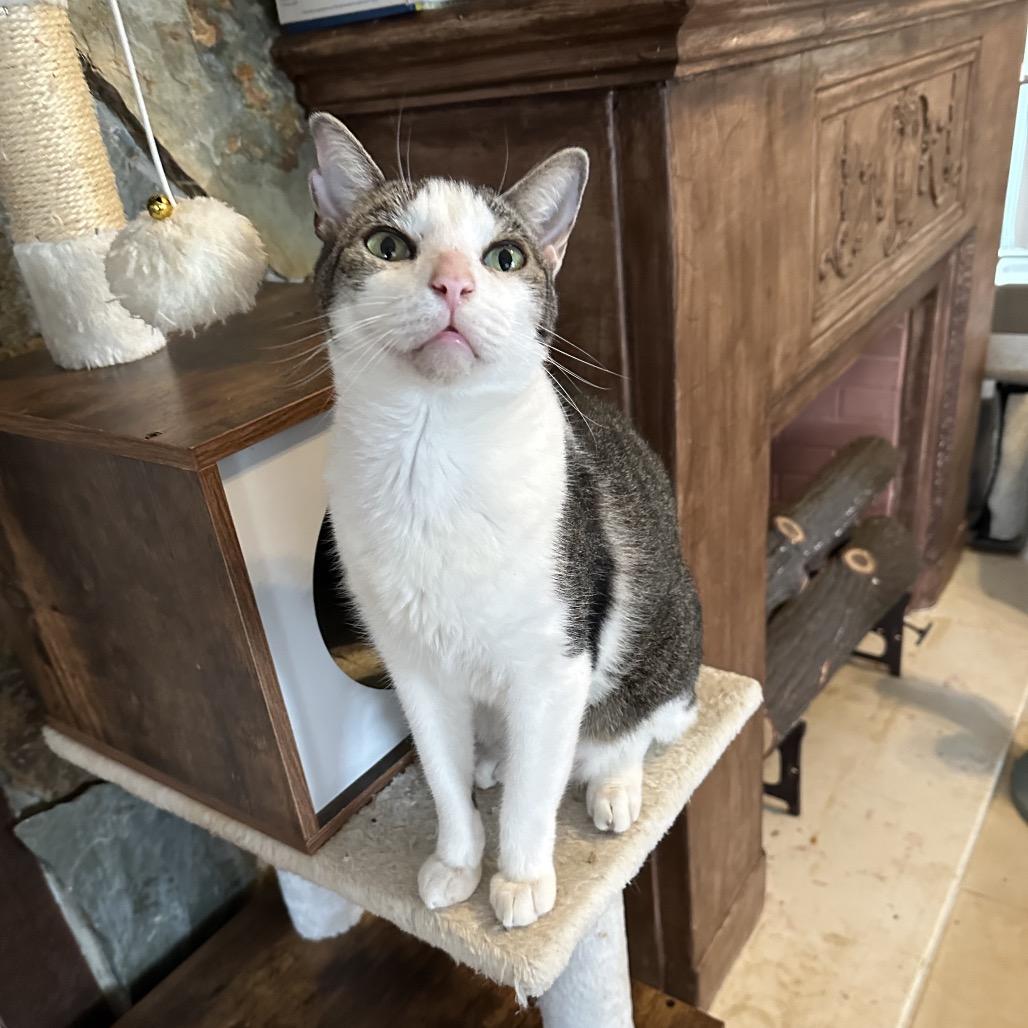 Lucky, a Adoptable Domestic Short Hair in Hollywood, FL image 4/4