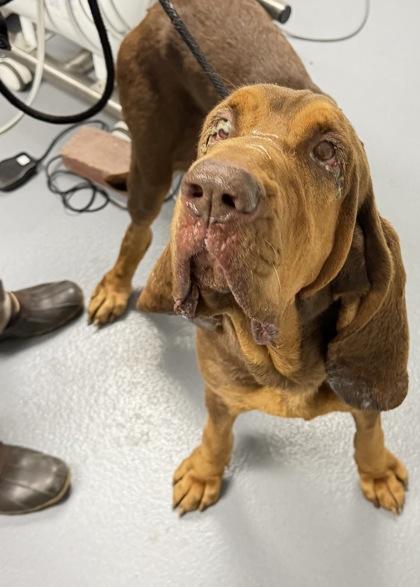 Enlarge Lavender - 1, a Adoptable mixed breed in Daytona Beach, FL image 1/1