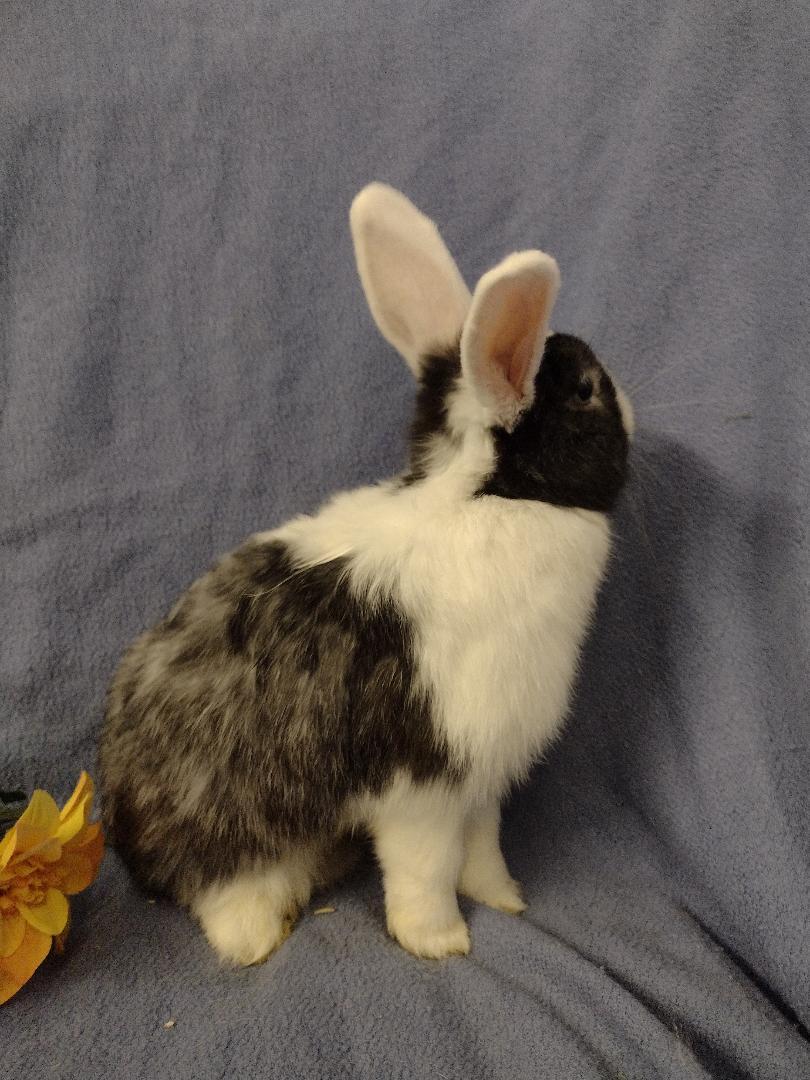 Enlarge Eunica, an adopted mixed breed in Plymouth, MI image 1/5