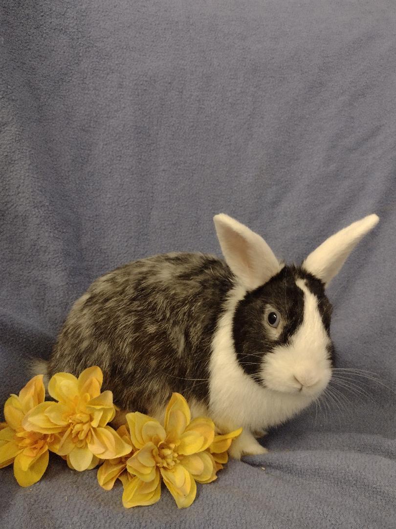 Enlarge Eunica, an adopted mixed breed in Plymouth, MI image 2/5