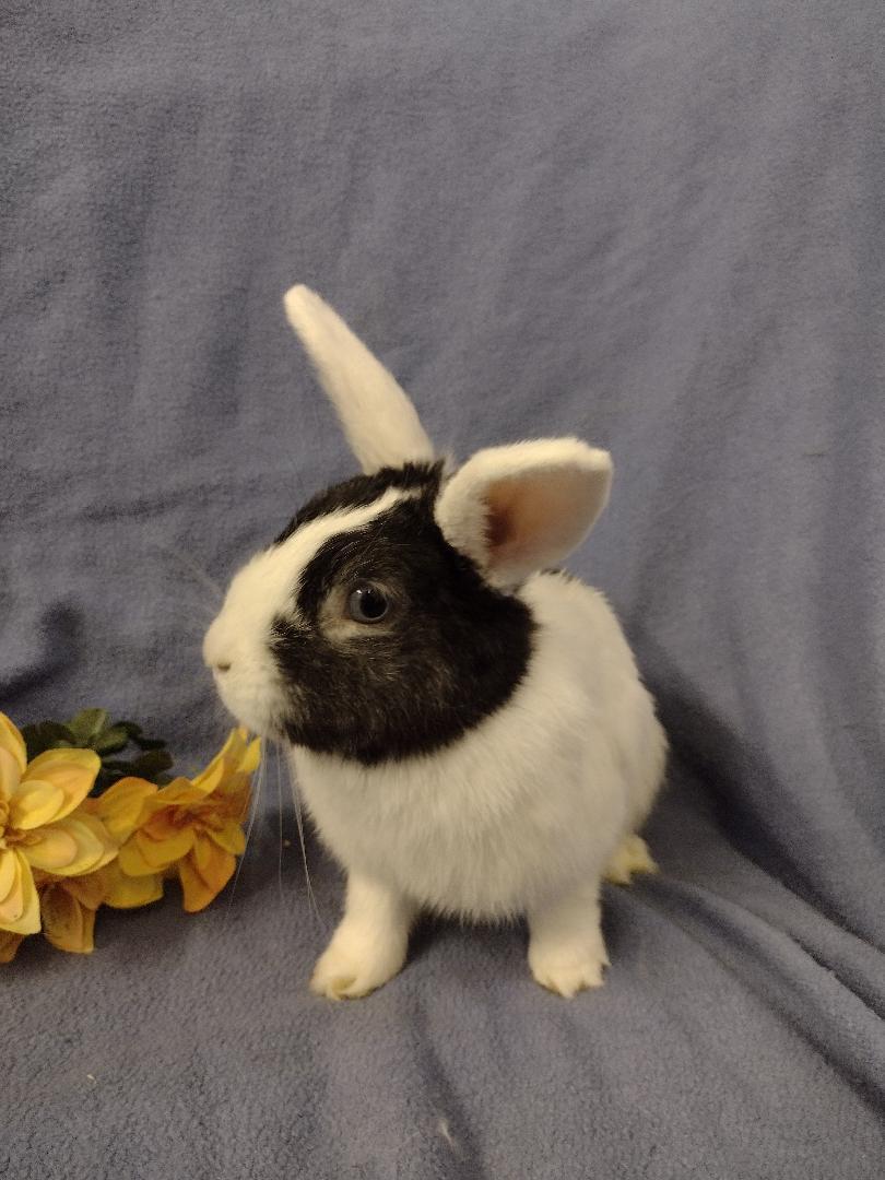 Enlarge Eunica, an adopted mixed breed in Plymouth, MI image 5/5