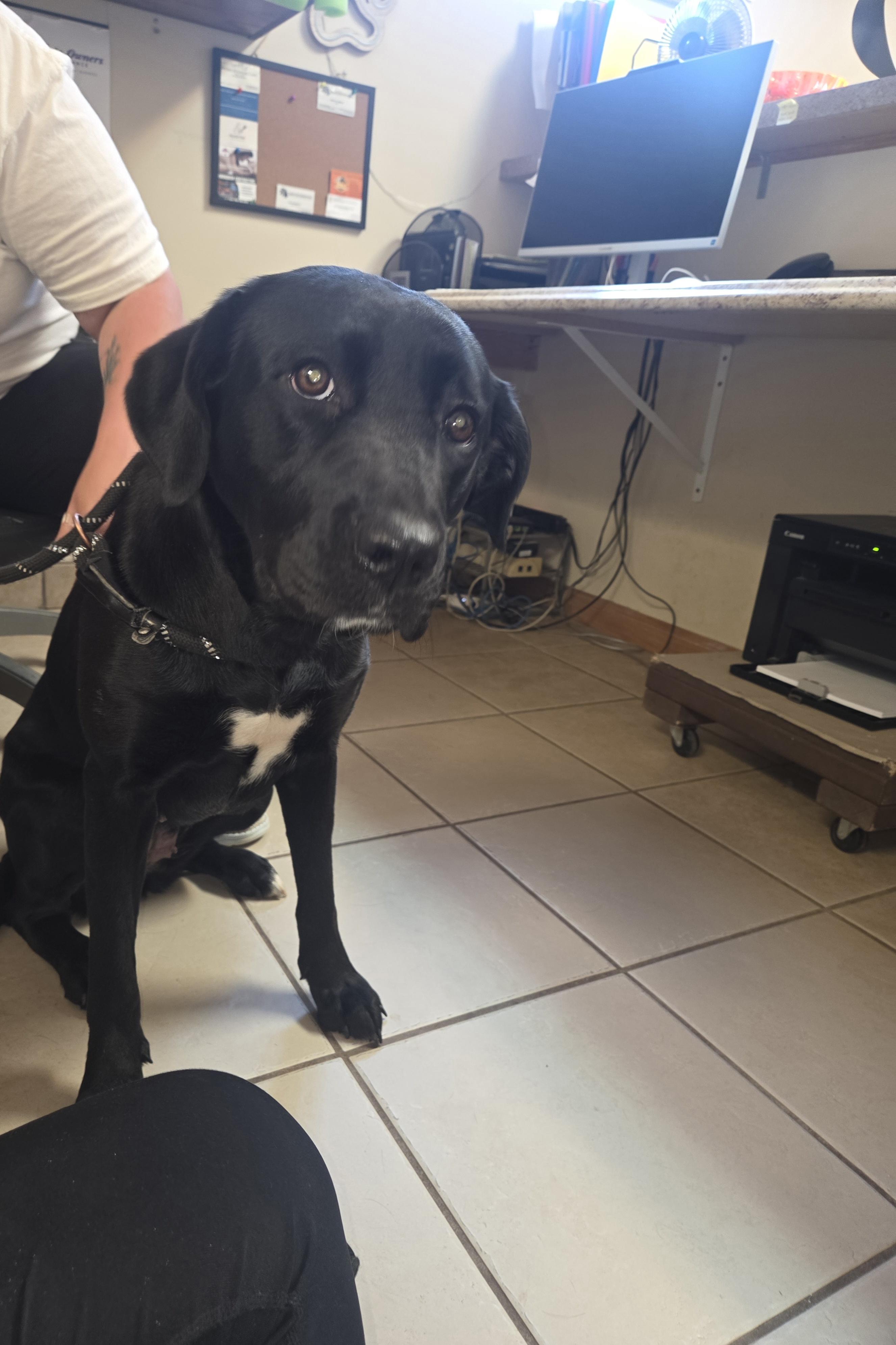 Iris, ADOPTABLE, Young Female Mixed Breed.