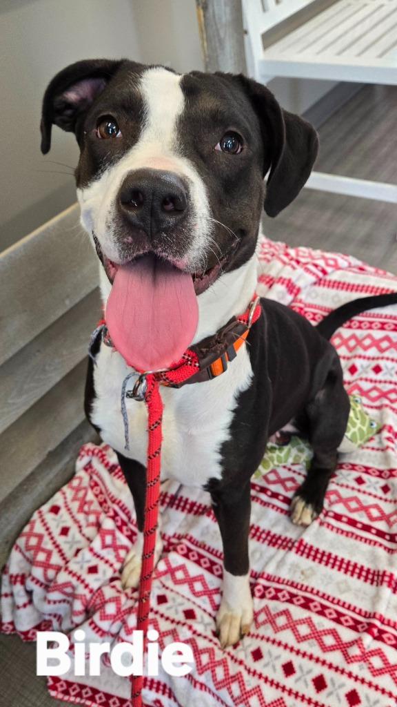 Birdie Yrly 27, Adoptable, Adult Female Labrador Retriever & Pit Bull Terrier.