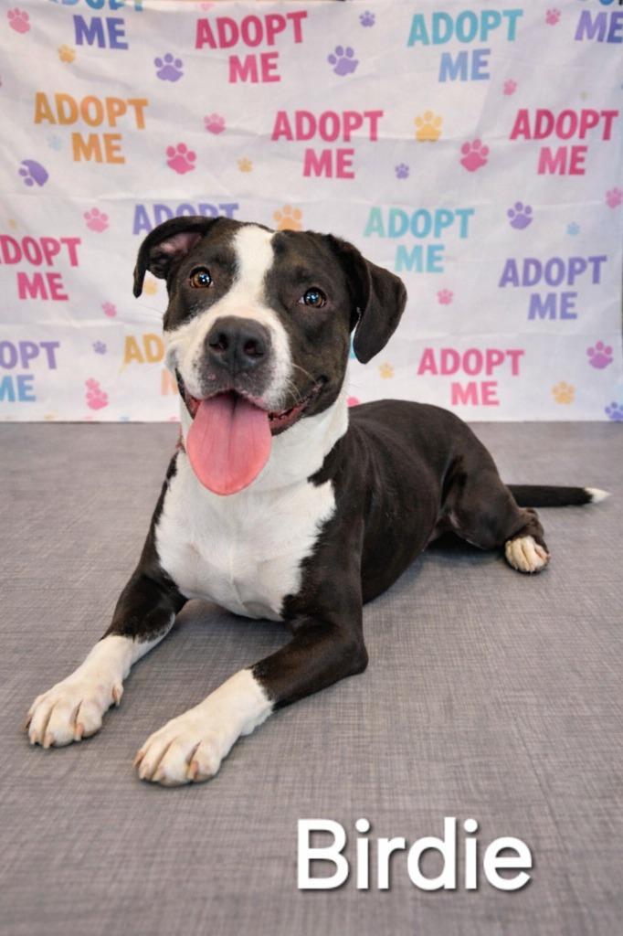 Enlarge Birdie Yrly 27, a Adoptable mixed breed in Sidney, OH image 2/6