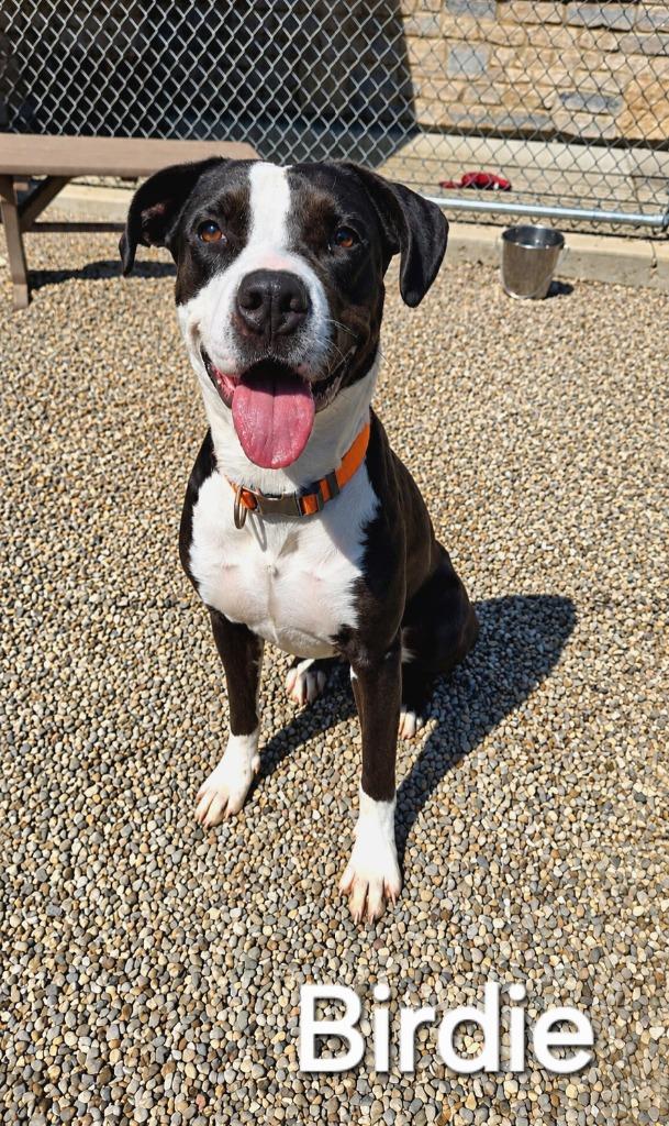 Birdie Yrly 27, a Adoptable mixed breed in Sidney, OH image 2/6