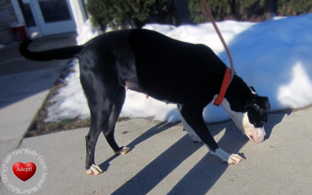 Birdie Yrly 27, a Adoptable mixed breed in Sidney, OH image 2/5