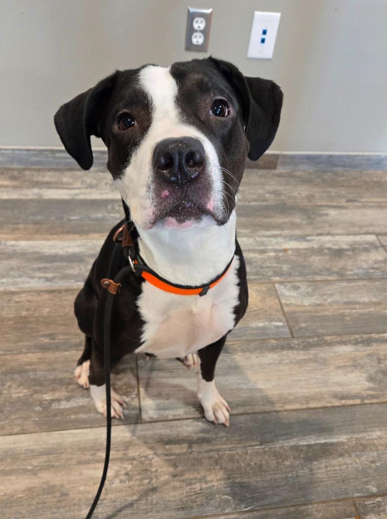 Birdie Yrly 27, a Adoptable mixed breed in Sidney, OH image 3/5