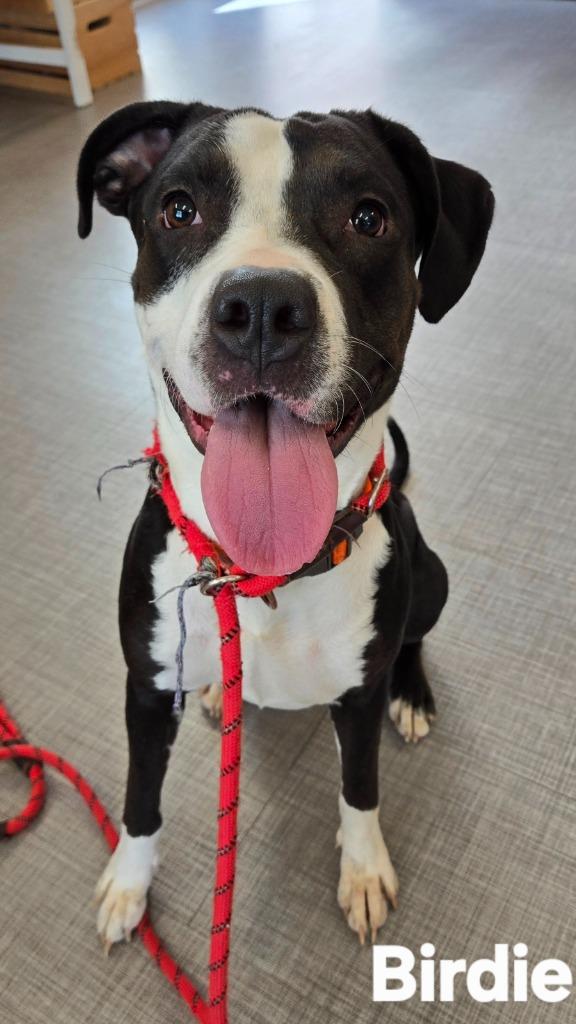 Birdie Yrly 27, a Adoptable mixed breed in Sidney, OH image 4/5