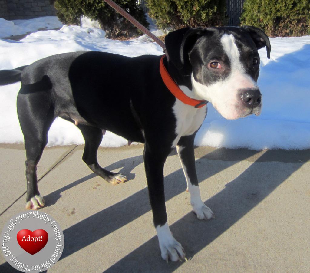 Birdie Yrly 27, a Adoptable mixed breed in Sidney, OH image 5/5